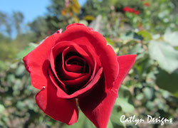 Photo of a Rose