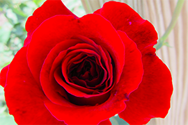 Photo of a Rose