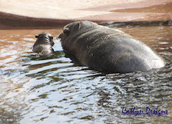 Photo of Hippos